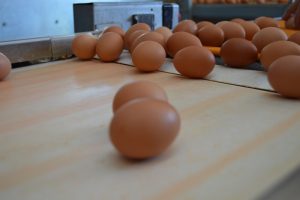 Kahverengi Yumurta Çiftliği