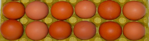 Kahverengi Yumurta